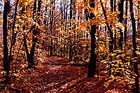 /images/133/1997-10-bruce-trail-fall1.jpg - #00061: Bruce Trail in fall … Oct 1997 -- Bruce Trail, Halton, Ontario.Canada