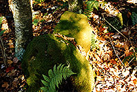 /images/133/1997-10-bruce-trail-fern-rock.jpg - #00063: Bruce Trail in fall … Oct 1997 -- Bruce Trail, Halton, Ontario.Canada