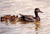 /images/133/1998-05-duck-family.jpg - #00082: Duck family in Brampton … May 1998 -- Brampton, Ontario.Canada