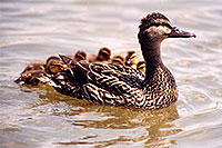 /images/133/1998-05-duck-family2.jpg - #00081: Duck family in Brampton … May 1998 -- Brampton, Ontario.Canada