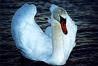 /images/133/1998-05-ontario-white-swan2.jpg - 00083: White swan at Lake Ontario … Oct 1997 -- Toronto, Ontario.Canada