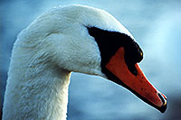 /images/133/1998-05-ontario-white-swan3.jpg - #00084: White swan at Lake Ontario … Oct 1997 -- Toronto, Ontario.Canada