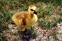 /images/133/1998-05-spar-baby-goose.jpg - 00086: baby Goose in Brampton … May 1998 -- Brampton, Ontario.Canada