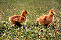 /images/133/1998-05-spar-baby-goose4.jpg - #00089: baby Geese in Brampton … May 1998 -- Brampton, Ontario.Canada