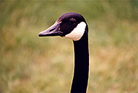 /images/133/1998-05-spar-goose-peeking.jpg - #00093: Goose in Brampton … May 1998 -- Brampton, Ontario.Canada