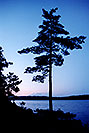 /images/133/1998-09-tema-nip-tree-evening-v.jpg - #00153: evening at Anima Nipissing Lake … Sept 1998 -- Anima Nipissing Lake, Temagami, Ontario.Canada
