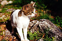 /images/133/1998-12-greece-by-castle-cat.jpg - #00191: Castle near Sparti … Dec 1998 -- Sparti, Greece