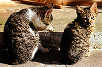 /images/133/1998-12-greece-castle-cats1.jpg - #00198: Castle near Sparti … Dec 1998 -- Sparti, Greece