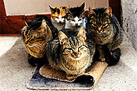 /images/133/1998-12-greece-castle-cats2.jpg - #00199: Castle near Sparti … Dec 1998 -- Sparti, Greece