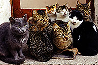 /images/133/1998-12-greece-cats-group.jpg - #00202: Castle near Sparti … Dec 1998 -- Sparti, Greece