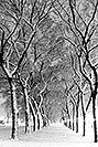 /images/133/1999-02-chicago-bw3.jpg - #00252: snowy night along Michigan Avenue … Feb 1999 -- Chicago, Illinois