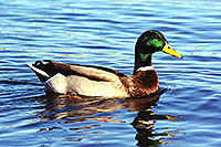 /images/133/1999-09-lake-pleasant-duck.jpg - #00397: Lake Pleasant by Phoenix … Sept 1999 -- Lake Pleasant, Phoenix, Arizona