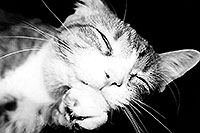 /images/133/1999-09-lance-sleeping-bw1.jpg - Animals > Cats