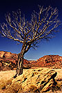 /images/133/1999-11-utah-tree-v.jpg - #00454: returning from Phoenix to Chicago … Nov 1999 -- Tsegi Canyon, Utah