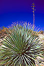 /images/133/2000-07-supersti-cactus2-v.jpg - #00507: Desert Spoon with Agave Plant in the background, at midday at Superstition Mountains … July 2000 -- Superstitions, Arizona