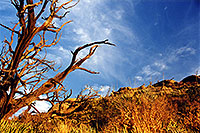 /images/133/2000-07-supersti-golden-tre.jpg - #00511: Superstition Mountains … July 2000 -- Superstitions, Arizona