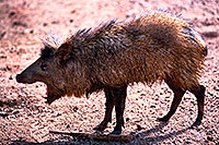 /images/133/2000-07-zoo-boar1.jpg - #00529: Javalinas at Phoenix Zoo … July 2000 -- Phoenix Zoo, Phoenix, Arizona