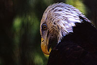 /images/133/2000-07-zoo-eagle1.jpg - #00538: Bald Eagle at the Phoenix Zoo … July 2000 -- Phoenix Zoo, Phoenix, Arizona