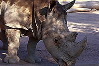 /images/133/2000-07-zoo-hippo1.jpg - #00533: Hippo at the Phoenix Zoo … July 2000 -- Phoenix Zoo, Phoenix, Arizona