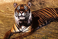 /images/133/2000-07-zoo-tiger1.jpg - #00540: Tiger …Phoenix Zoo … July 2000 -- Phoenix Zoo, Phoenix, Arizona