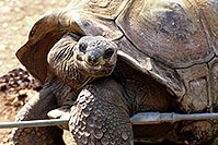 /images/133/2000-07-zoo-turtle.jpg - #00545: Galapagos Turtle …Phoenix Zoo … July 2000 -- Phoenix Zoo, Phoenix, Arizona