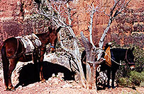 /images/133/2000-08-grand-horses.jpg - #00552: Horses along Bright Angel Trail in Grand Canyon … July 2000 -- Bright Angel Trail, Grand Canyon, Arizona