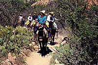 /images/133/2000-08-grand-riders.jpg - #00554: Mule caravan leaving Indian Garden and heading up Bright Angel Trail in Grand Canyon … July 2000 -- Bright Angel Trail, Grand Canyon, Arizona