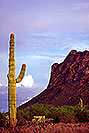 /images/133/2000-08-picacho-peak-cactus-v.jpg - #00573: Picacho Peak, 50miles south of Phoenix … August 2000 -- Picacho Peak, Arizona