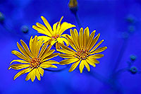 /images/133/2000-08-sedona-flower-blue.jpg - #00597: flowers at West Fork trail by Sedona … August 2000 -- Sedona, Arizona