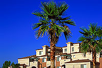 /images/133/2000-08-tempe-apt2.jpg - Special > Palm Trees