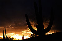 /images/133/2000-08-tucson-storm-cactus.jpg - #00617: monsoon night in Tucson … August 2000 -- Tucson, Arizona
