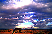 /images/133/2000-09-monvalley-brown.jpg - #00666: Navajo horses at  6am … Sept 2000 -- Monument Valley, Utah