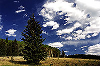 /images/133/2000-09-snowbowl-tree-sky.jpg - #00670: Snowbowl … Sept 2000 -- Snowbowl, Arizona