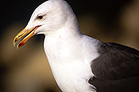 /images/133/2000-11-cali-seagull1.jpg - #00695: Seagull at Dana Point … Nov 2000 -- Dana Point, California