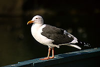 /images/133/2000-11-cali-seagull3.jpg - #00697: Seagull at Dana Point … Nov 2000 -- Dana Point, California