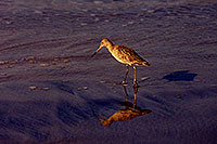 /images/133/2001-02-beach-sandpiper1.jpg - #00759: Marbled Godwit in South Carlsbad … Feb 2001 -- South Carlsbad, California