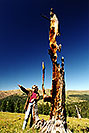 /images/133/2001-07-leadville-barb-tree-v.jpg - #00823: morning at 11,500ft … July 2001 -- Chalk Mountain, Leadville, Colorado