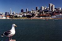 /images/133/2001-07-sfrisco-seagull-city.jpg - #00853: San Francisco harbor … July 2001 -- San Francisco, California