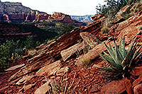 /images/133/2001-08-sedona-long-can4.jpg - #00880: Agave Plant in Long Canyon … August 2001 -- Sedona, Arizona