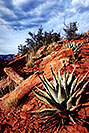 /images/133/2001-08-sedona-long-can5-v.jpg - #00881: Agave Plant in Long Canyon … August 2001 -- Sedona, Arizona