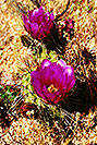 /images/133/2001-09-supersti-ca-flower1-v.jpg - #00892: Crimson Hedgehog cactus blooming in Superstitions … Sept 2001 -- Superstitions, Arizona