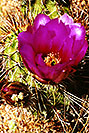 /images/133/2001-09-supersti-ca-flower2-v.jpg - #00892: Crimson Hedgehog cactus blooming in Superstitions … Sept 2001 -- Superstitions, Arizona