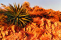/images/133/2001-09-supersti-reavis3.jpg - #00896: Agave Plant at Reavis Ranch Trail … Sept 2001 -- Reavis Ranch Trail, Superstitions, Arizona