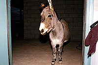 /images/133/2001-11-pablo-door.jpg - #00912: Donkey in Cave Creek … Nov 2001 -- Cave Creek, Arizona