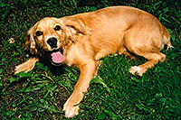 /images/133/2002-08-slovakia-dog2.jpg - #01093: (Cocker Spaniel) … August 2002 -- Kosice, Slovakia