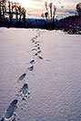 /images/133/2003-02-snowbowl-footsteps-in-snow-v.jpg - #01117: my footprints near Snowbowl, on a late afternoon … Feb 2003 -- Snowbowl, Arizona