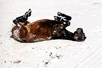 /images/133/2003-03-snowbowl-horse-back.jpg - #01176: horsing around near Snowbowl … March 2003 -- Humphreys Peak, Snowbowl, Arizona