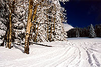/images/133/2003-03-snowbowl-trees-right.jpg - #01190: Snowbowl … March 2003 -- Snowbowl, Arizona