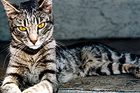 Phoenix neighborhood cat (May 2003)