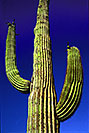 /images/133/2003-06-saguaro-cactus2-v.jpg - #01221: Saguaro cactus by Saguaro Lake … June 2003 -- Saguaro Lake, Arizona